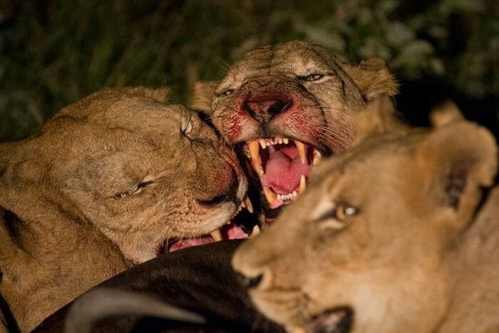 5 Days Budget Safari